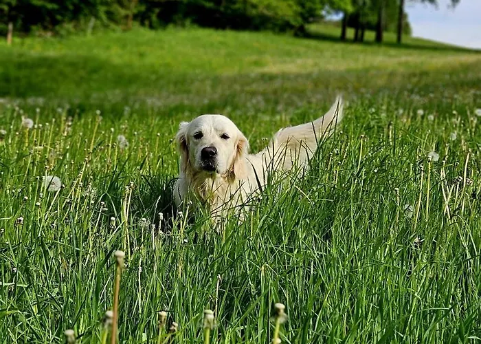 Lejlighed Lindenbaum *